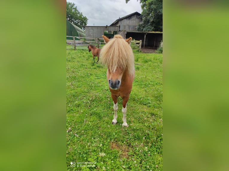 Miniatura americano Caballo castrado 7 años 92 cm in Borgstedt