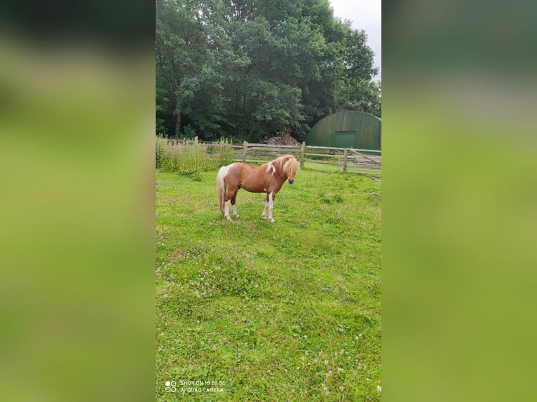 Miniatura americano Caballo castrado 7 años 92 cm in Borgstedt