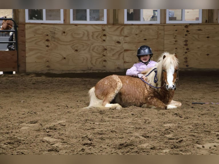 Miniatura americano Caballo castrado 7 años Ruano alazán in Howell, MI