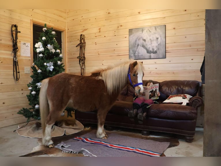 Miniatura americano Caballo castrado 7 años Ruano alazán in Howell, MI