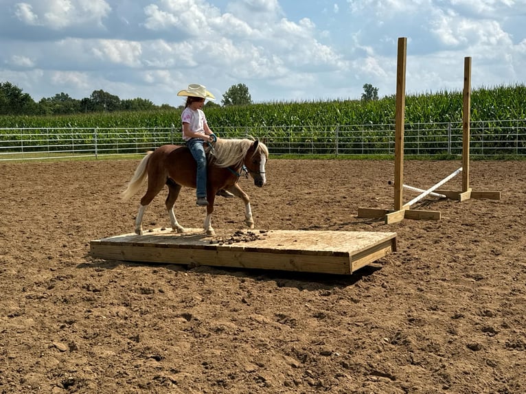 Miniatura americano Caballo castrado 7 años Ruano alazán in Howell, MI