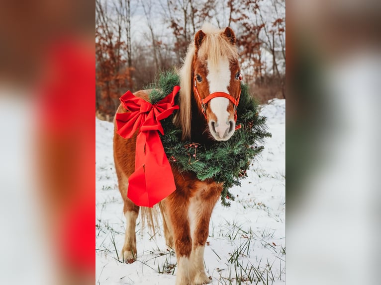 Miniatura americano Caballo castrado 7 años Ruano alazán in Howell, MI