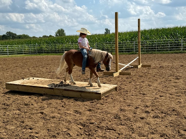 Miniatura americano Caballo castrado 7 años Ruano alazán in Howell, MI