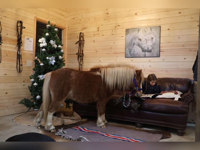 Miniatura americano Caballo castrado 7 años Ruano alazán in Howell, MI