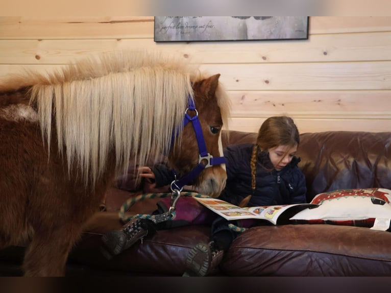 Miniatura americano Caballo castrado 7 años Ruano alazán in Howell, MI