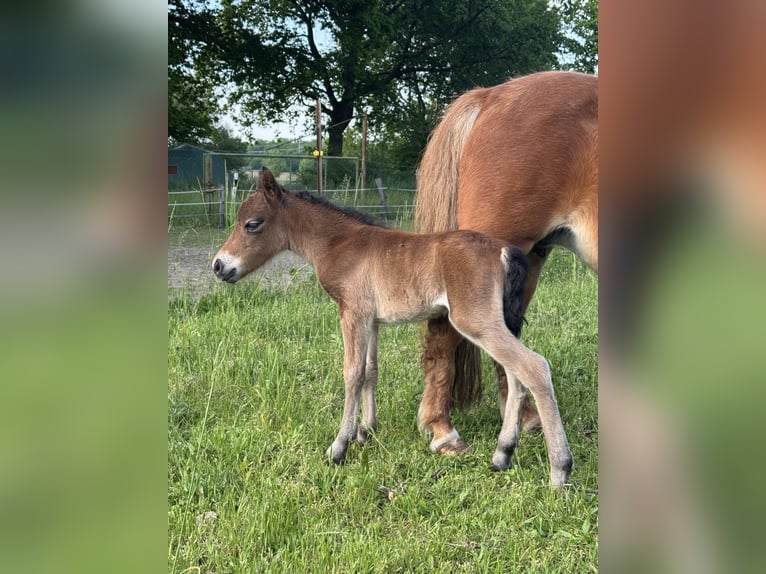 Miniatura americano Semental 1 año 85 cm  in Gardelegen