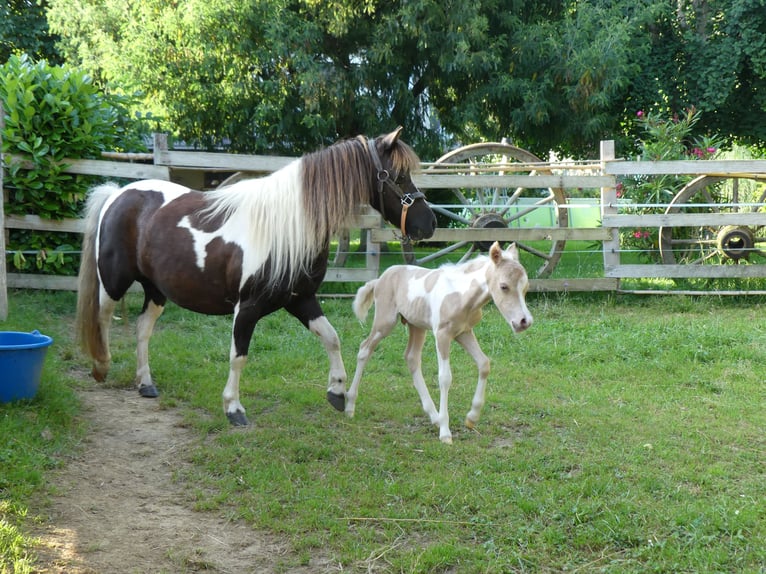 Miniatura americano Semental 1 año Palomino in Ponlat-Taillebourg