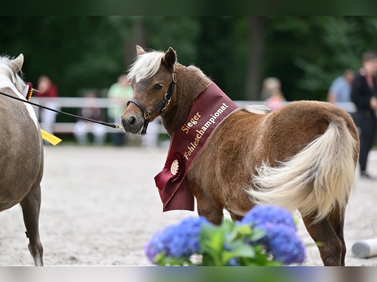 Miniatura americano Semental 5 años 91 cm Buckskin/Bayo in Breddin