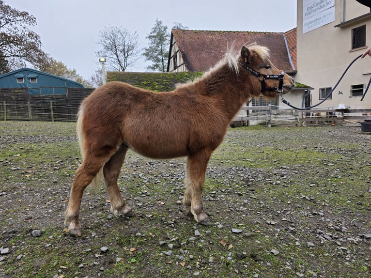 Miniatura americano Semental 7 años in Büdingen