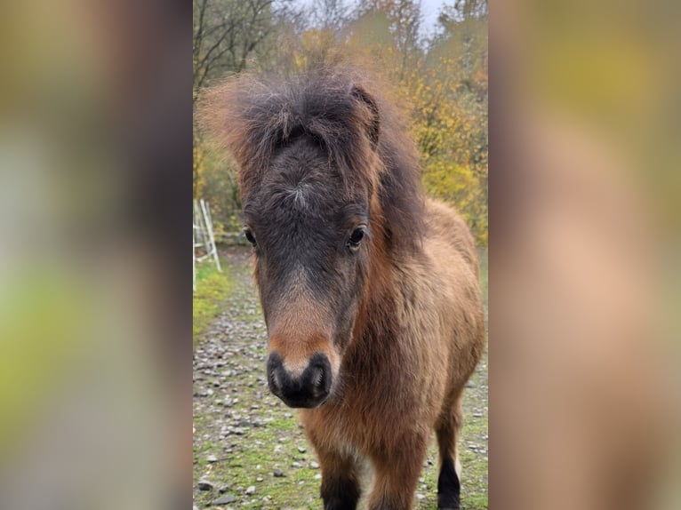 Miniatura americano Semental 7 años in Büdingen