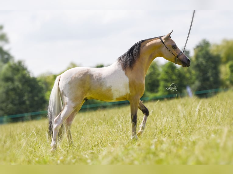 Miniatura americano Semental 7 años in Büdingen