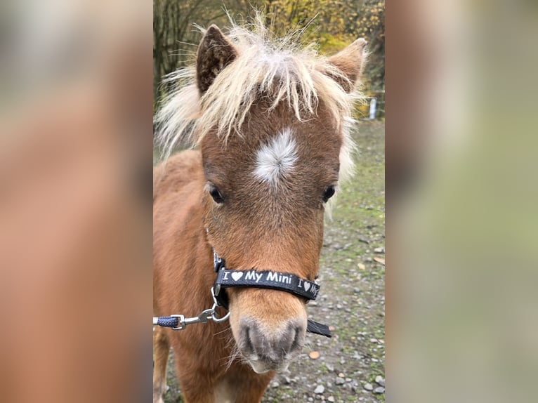 Miniatura americano Semental 7 años in Büdingen