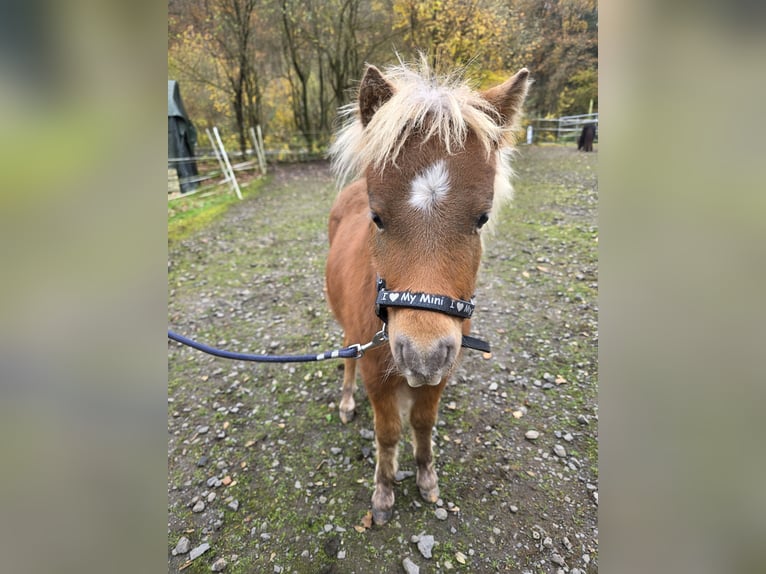 Miniatura americano Semental 7 años in Büdingen