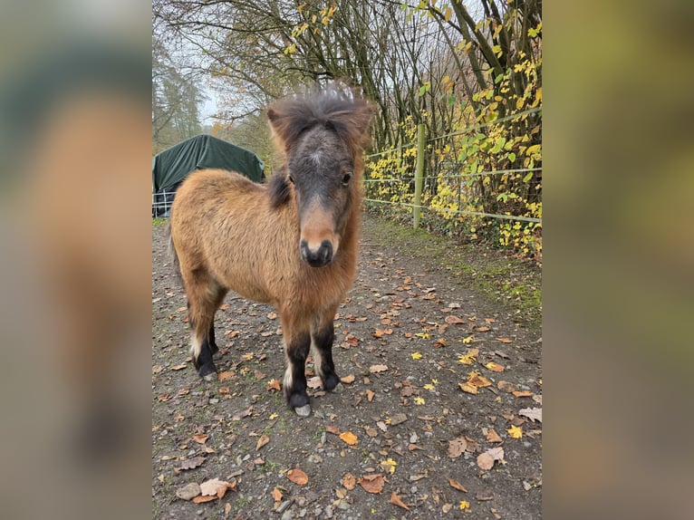 Miniatura americano Semental 7 años in Büdingen