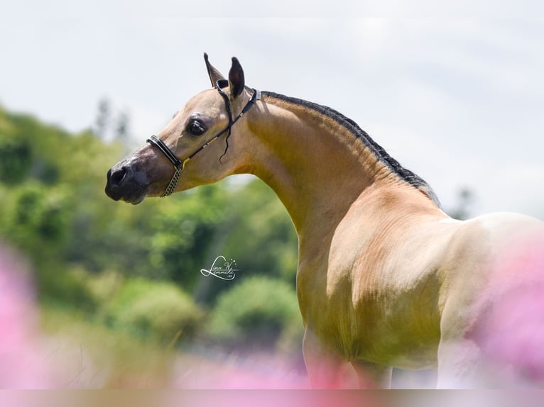 Miniatura americano Semental 7 años in Büdingen
