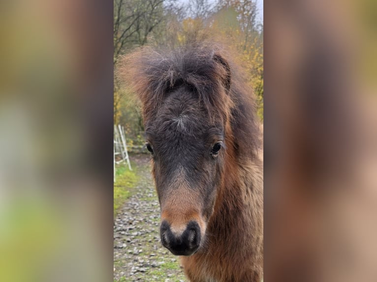 Miniatura americano Semental 7 años in Büdingen