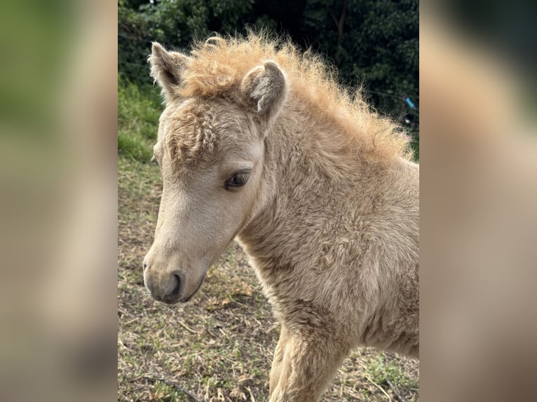 Miniatura americano Semental Potro (07/2025) 80 cm Dunalino (Cervuno x Palomino) in Gardelegen