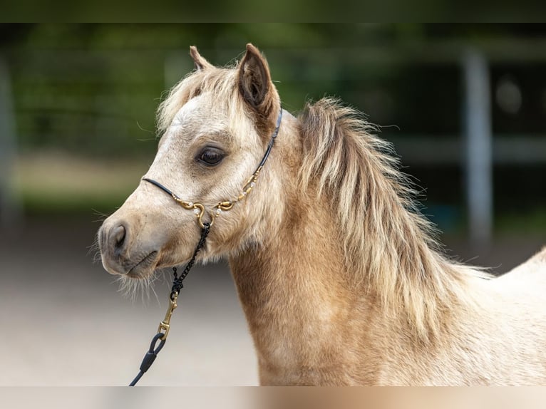 Miniatura americano Semental Potro (05/2025) 85 cm Buckskin/Bayo in Pritzwalk