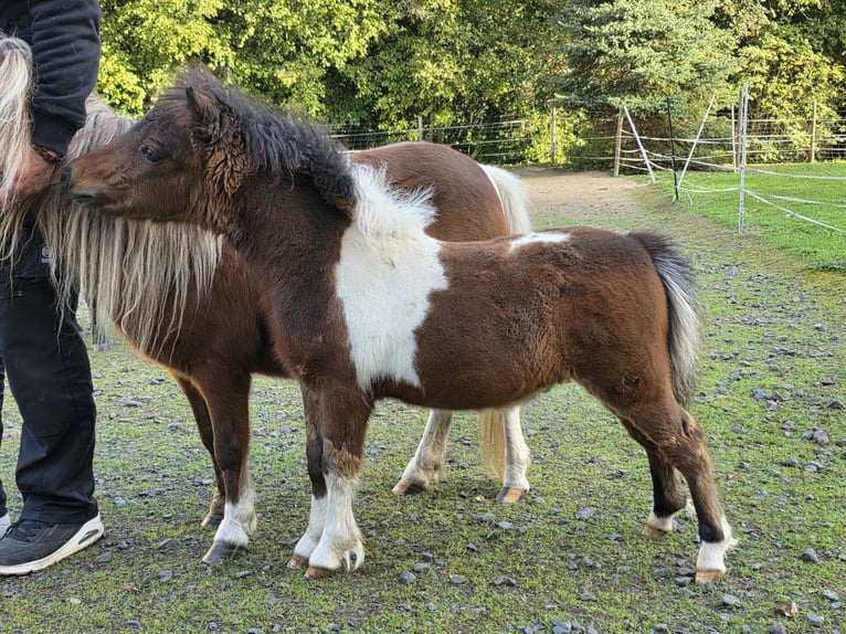 Miniatura americano Yegua 13 años 79 cm Pío in Büdingen