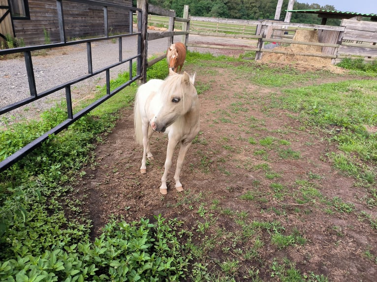 Miniatura americano Yegua 3 años Palomino in Chaveyriat