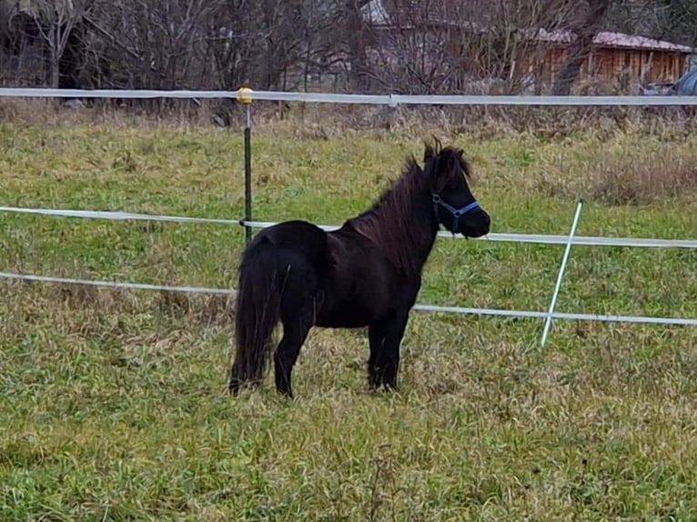 Miniatura americano Yegua 7 años 84 cm Negro in Balingen