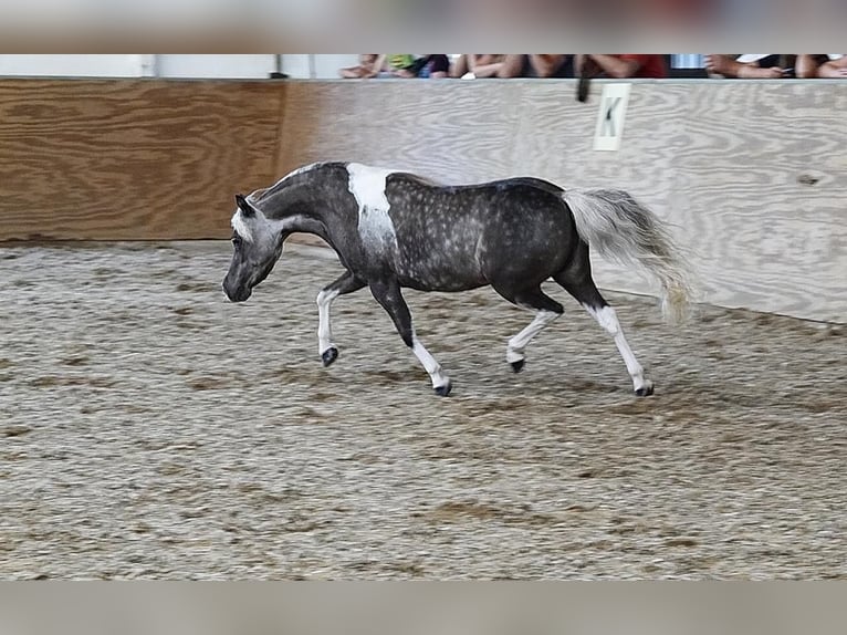 Miniatura americano Yegua 8 años 84 cm Tobiano-todas las-capas in Sieversdorf-Hohenofen