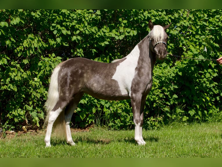 Miniatura americano Yegua 8 años 84 cm Tobiano-todas las-capas in Sieversdorf-Hohenofen