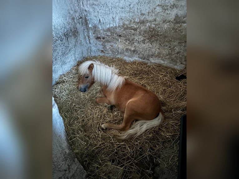 Minishetlandsponny Hingst 1 år 80 cm fux in Schwenda