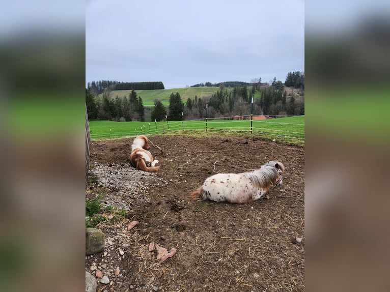 Minishetlandsponny Hingst 1 år Leopard-Piebald in Kinsau