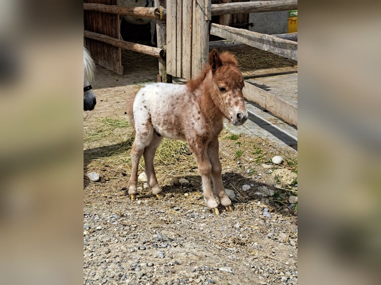 Minishetlandsponny Hingst 1 år Leopard-Piebald in Kinsau