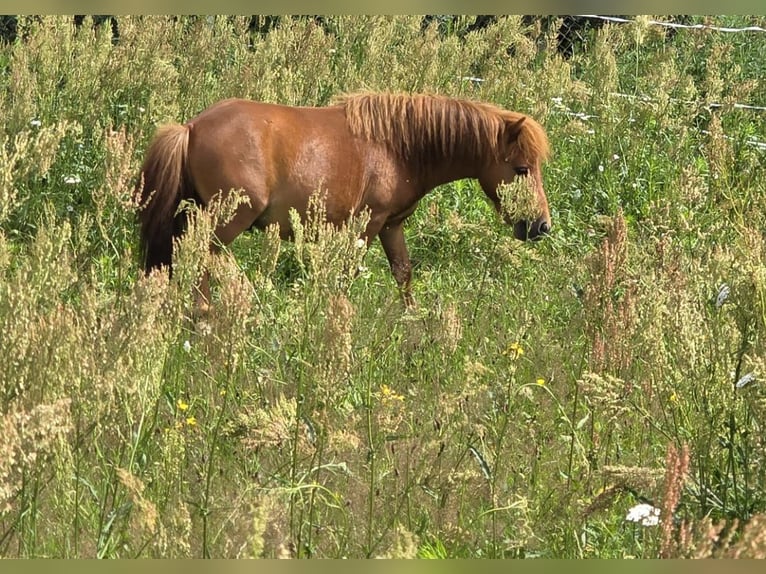 Minishetlandsponny Hingst 2 år 80 cm fux in Coswig