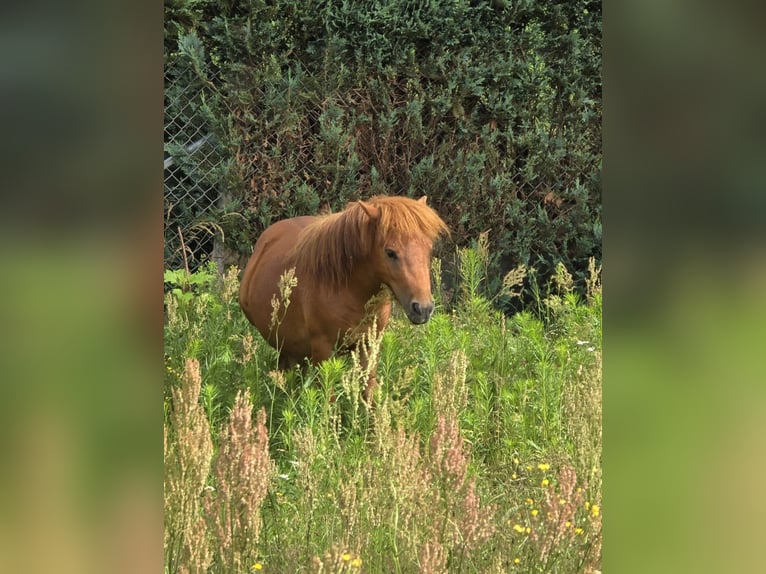 Minishetlandsponny Hingst 2 år 80 cm fux in Coswig