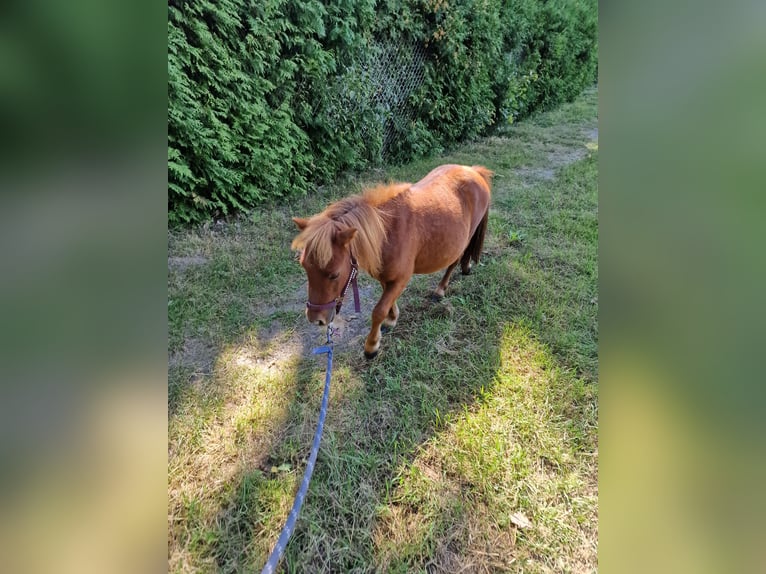 Minishetlandsponny Hingst 2 år 80 cm fux in Coswig