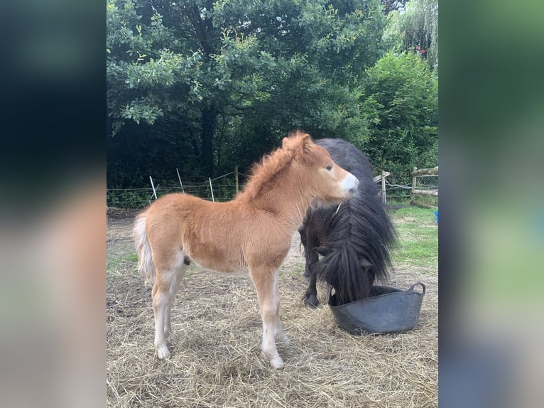 Minishetlandsponny Hingst 3 år 80 cm Palomino in Holste