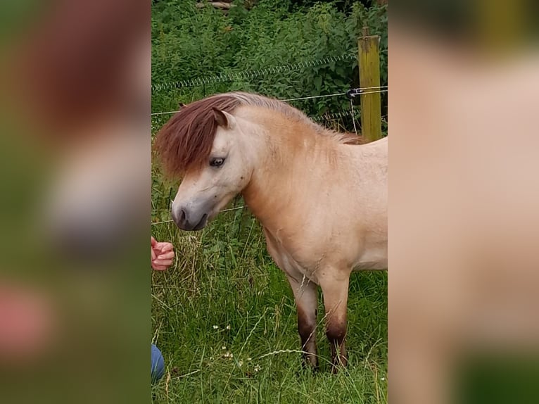 Minishetlandsponny Hingst 5 år 84 cm Gulbrun in Bersenbrück