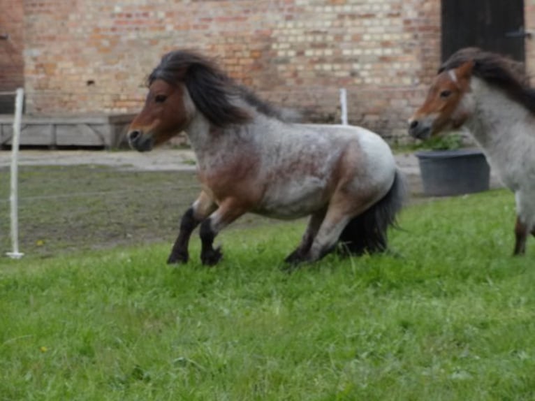 Minishetlandsponny Hingst 8 år 78 cm Brunskimmel in Gutow