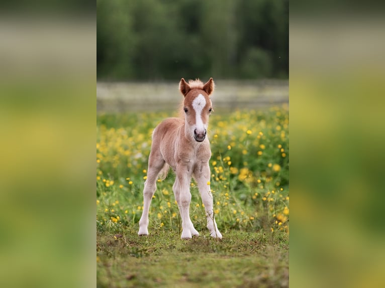 Minishetlandsponny Hingst Föl (05/2024) 83 cm Fux in Augšdaugavas nov.