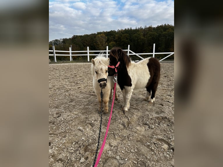 Minishetlandsponny Hingst Föl (05/2024) 85 cm Palomino in Mülheim-Kärlich