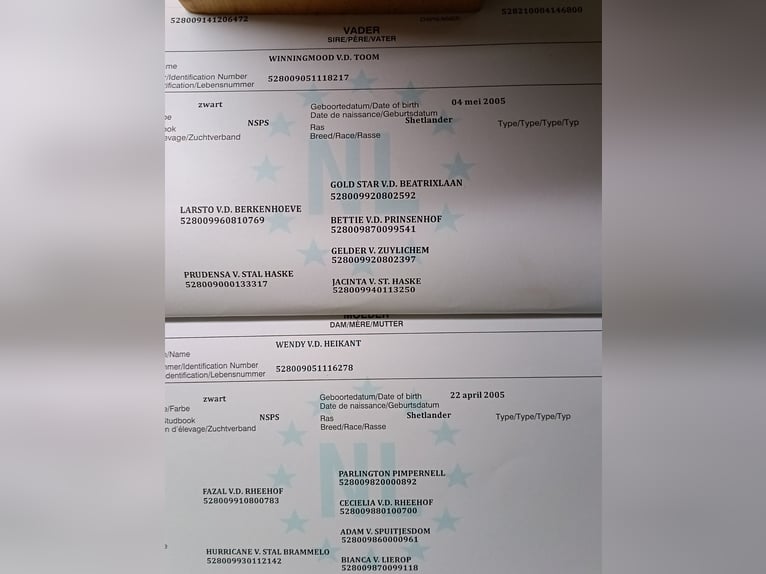 Minishetlandsponny Sto 10 år 85 cm Svart in Rheinberg