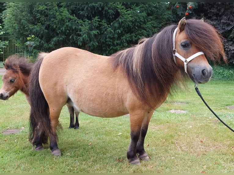 Minishetlandsponny Sto 15 år 84 cm Gulbrun in Wildeshausen