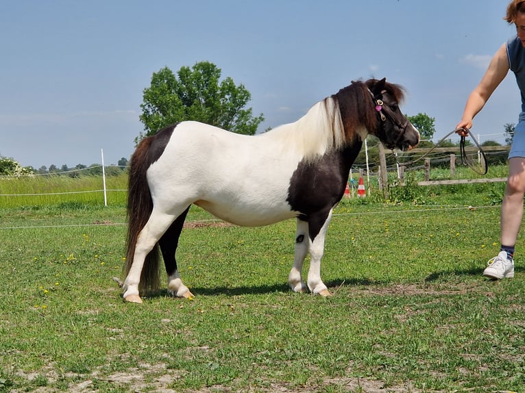 Minishetlandsponny Sto 4 år 84 cm Pinto in Geseke