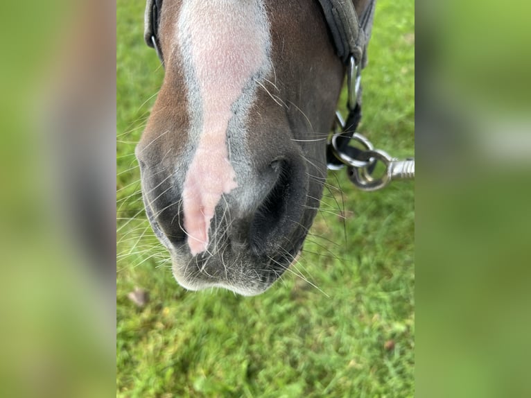 Minishetlandsponny Valack 14 år 77 cm Pinto in Füssen