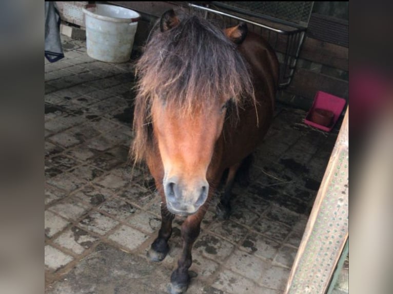 Minishetlandsponny Valack 4 år 83 cm Brun in Bornheim