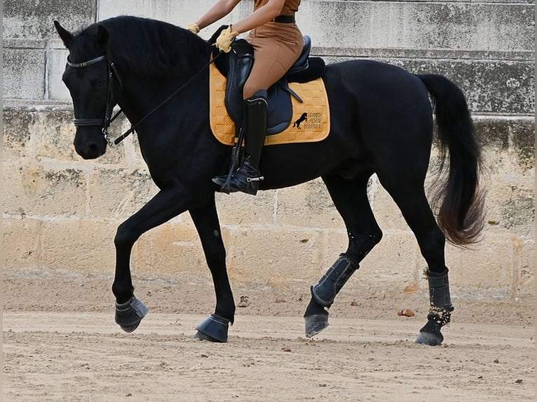 Minorchino Castrone 14 Anni Morello in Menorca