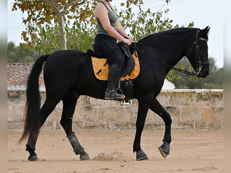 Minorchino Castrone 14 Anni Morello in Menorca