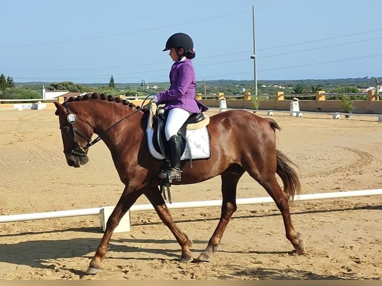 Minorchino Castrone 17 Anni 153 cm Sauro in Alaior