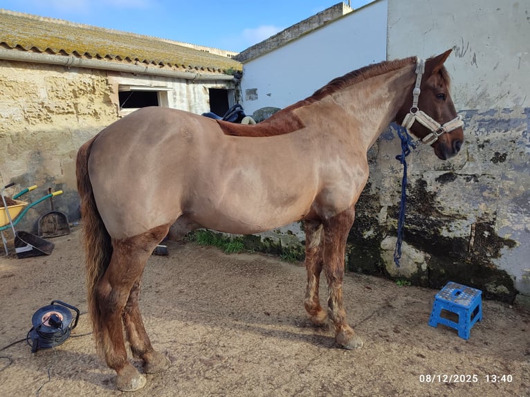 Minorchino Castrone 17 Anni 153 cm Sauro in Alaior