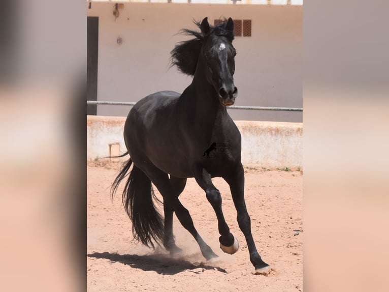 Minorchino Castrone 4 Anni 158 cm Morello in Menorca