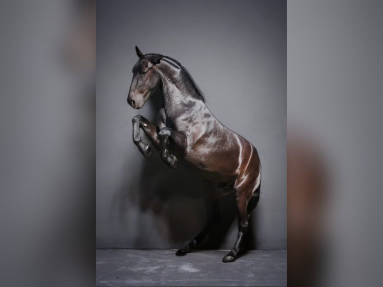 Minorchino Castrone 5 Anni 170 cm Morello in Mari&#xEB;nheem