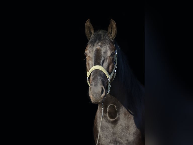 Minorchino Castrone 6 Anni 163 cm Morello in Laren